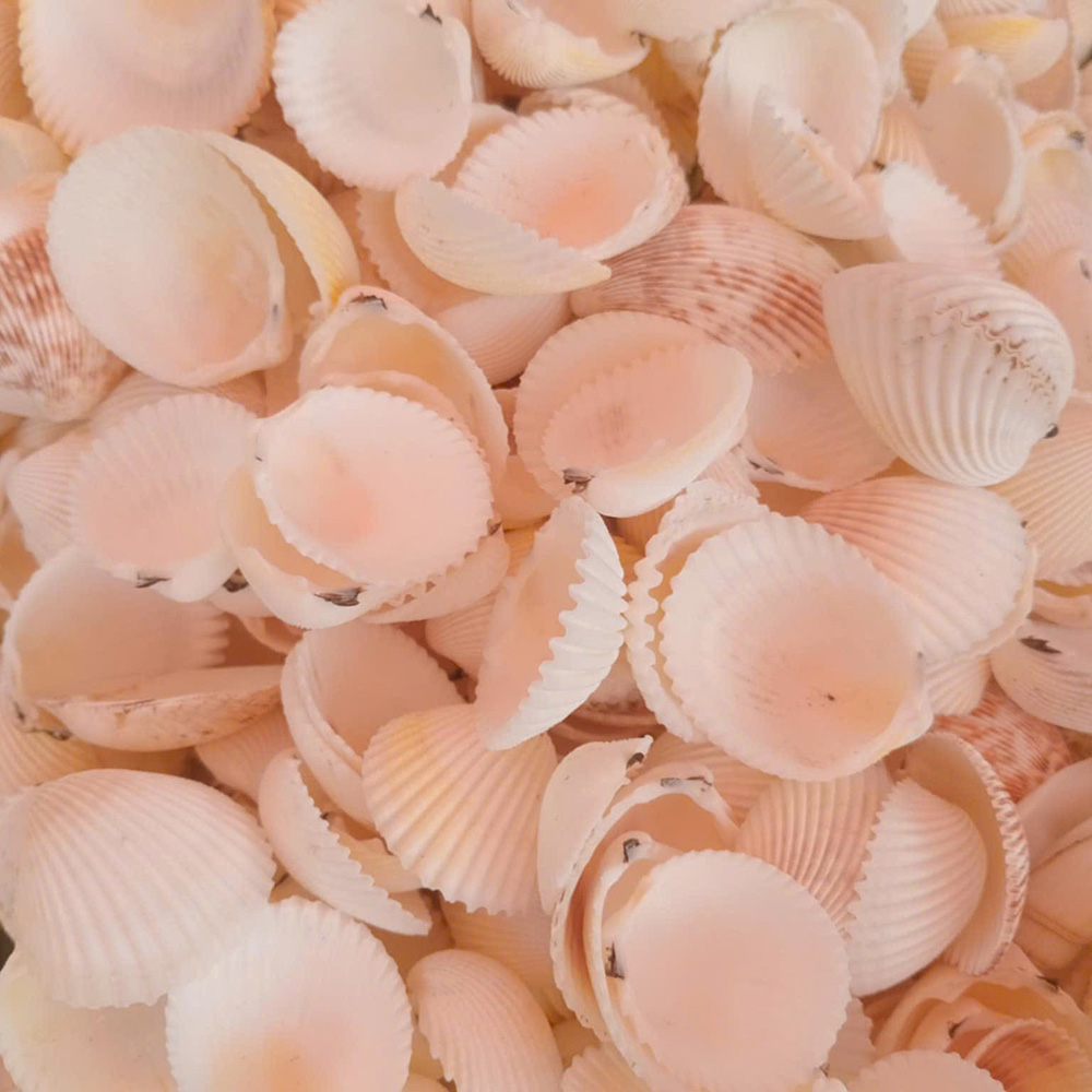 Prickly Cockle Shells — view 4