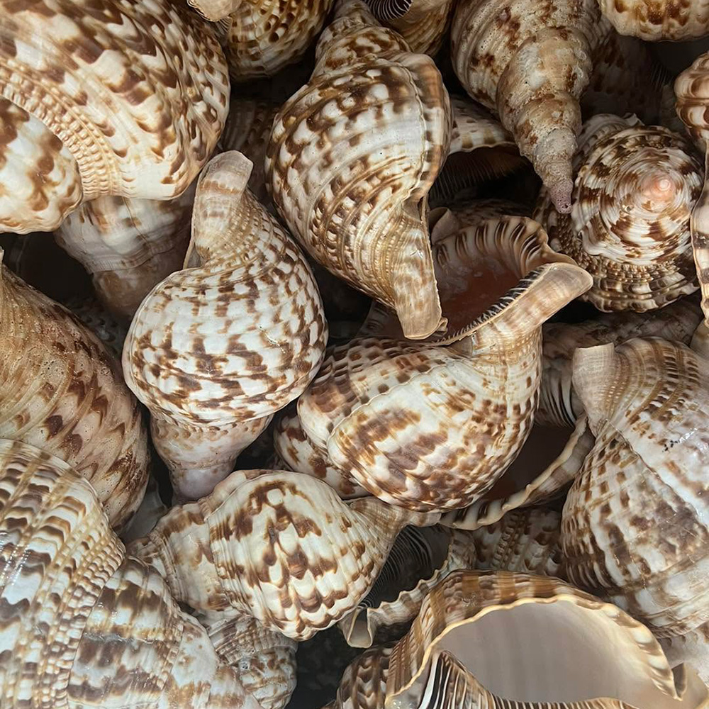Queen Triton Trumpet Shells — view 1