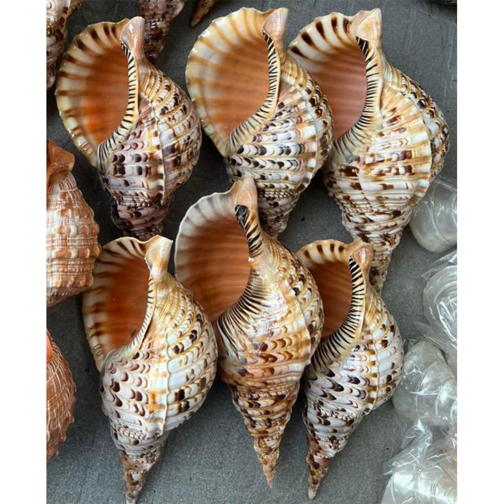 Queen Triton Trumpet Shells — view 2