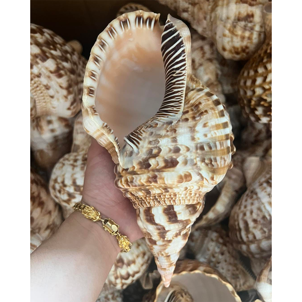 Queen Triton Trumpet Shells — view 3