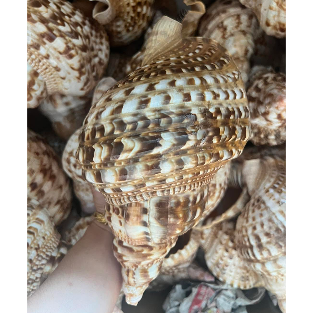 Queen Triton Trumpet Shells — view 4