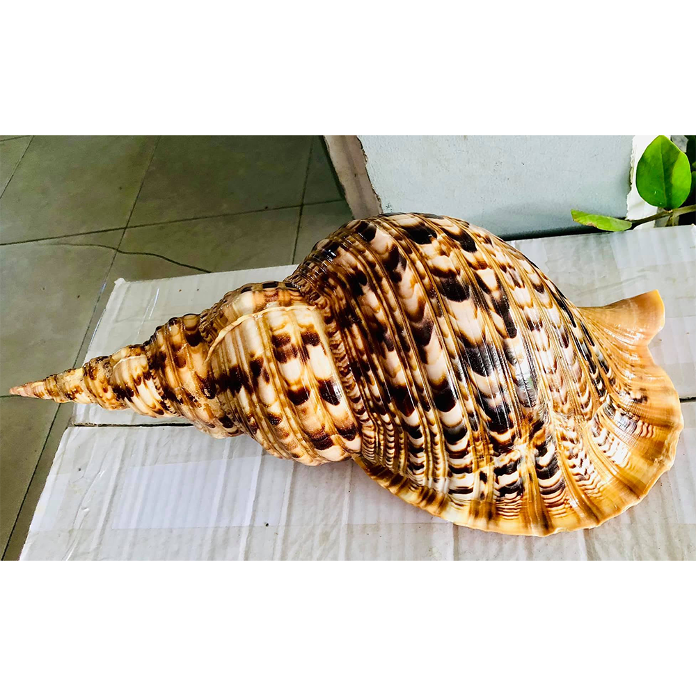Queen Triton Trumpet Shells — view 6
