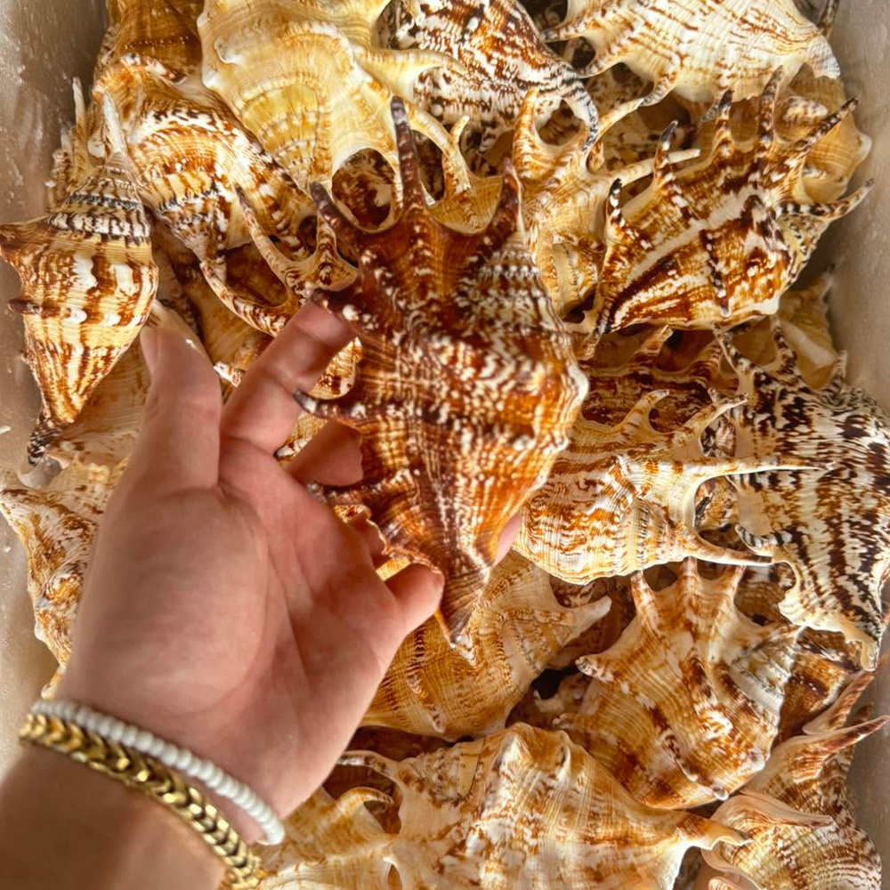 Spider Conch Shells — view 1