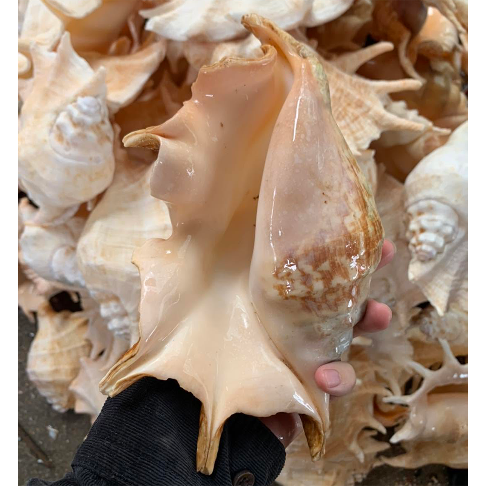 Spider Conch Shells — view 4