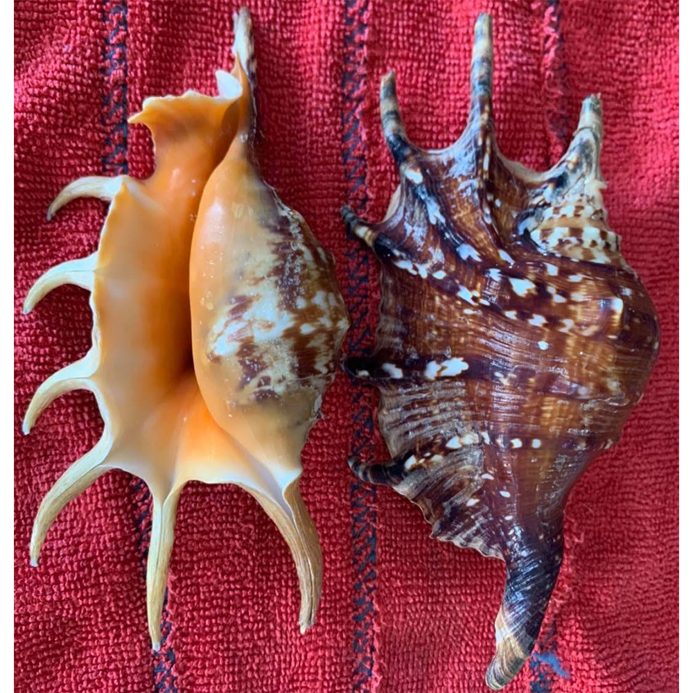 Spider Conch Shells — view 5
