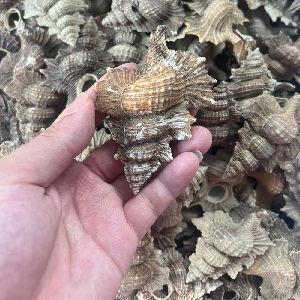 Spiny Murex Shells — view 2