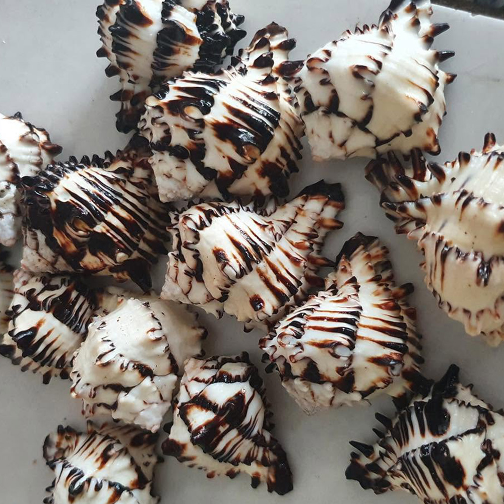 Spiny Murex Shells — view 3