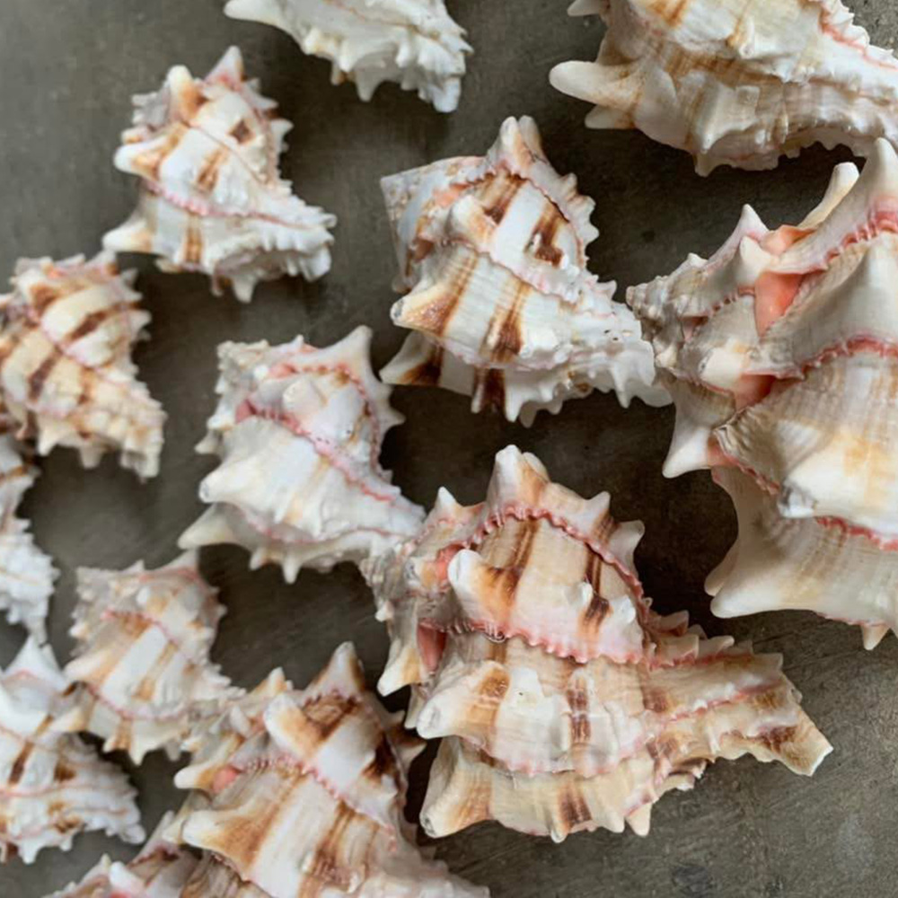 Spiny Murex Shells — view 4