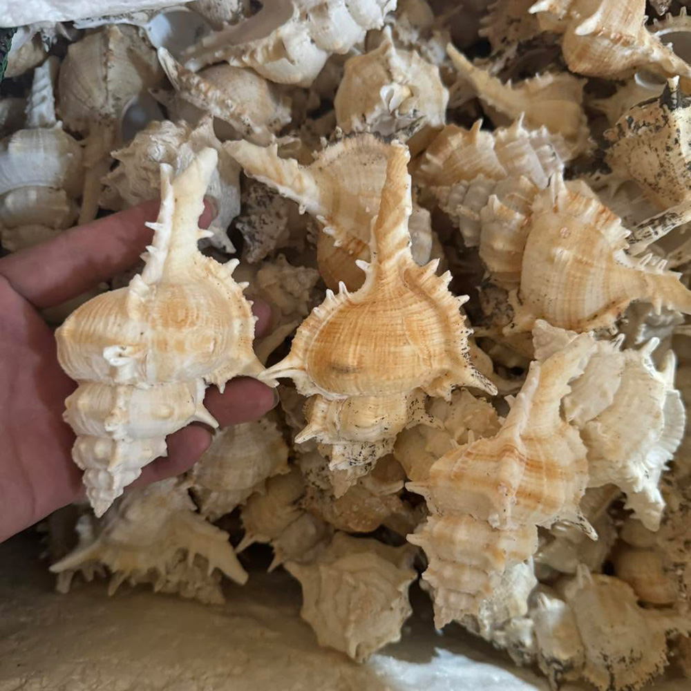 Spiny Murex Shells — view 5
