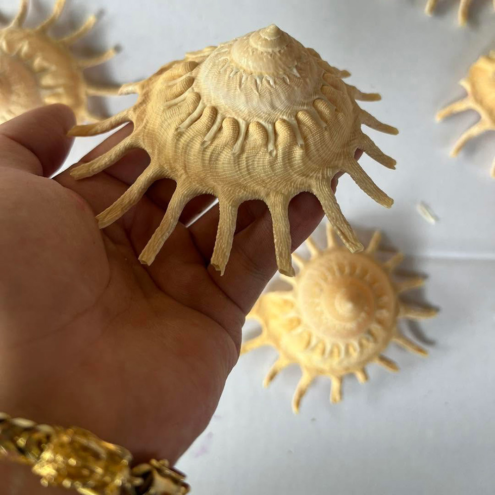 Spiny Sun Star Shells — view 1