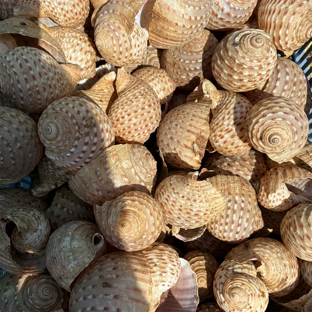 Spotted Tun Shells — view 1