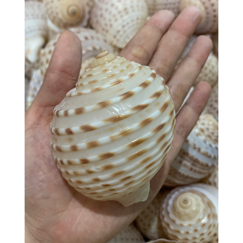 Spotted Tun Shells — view 3