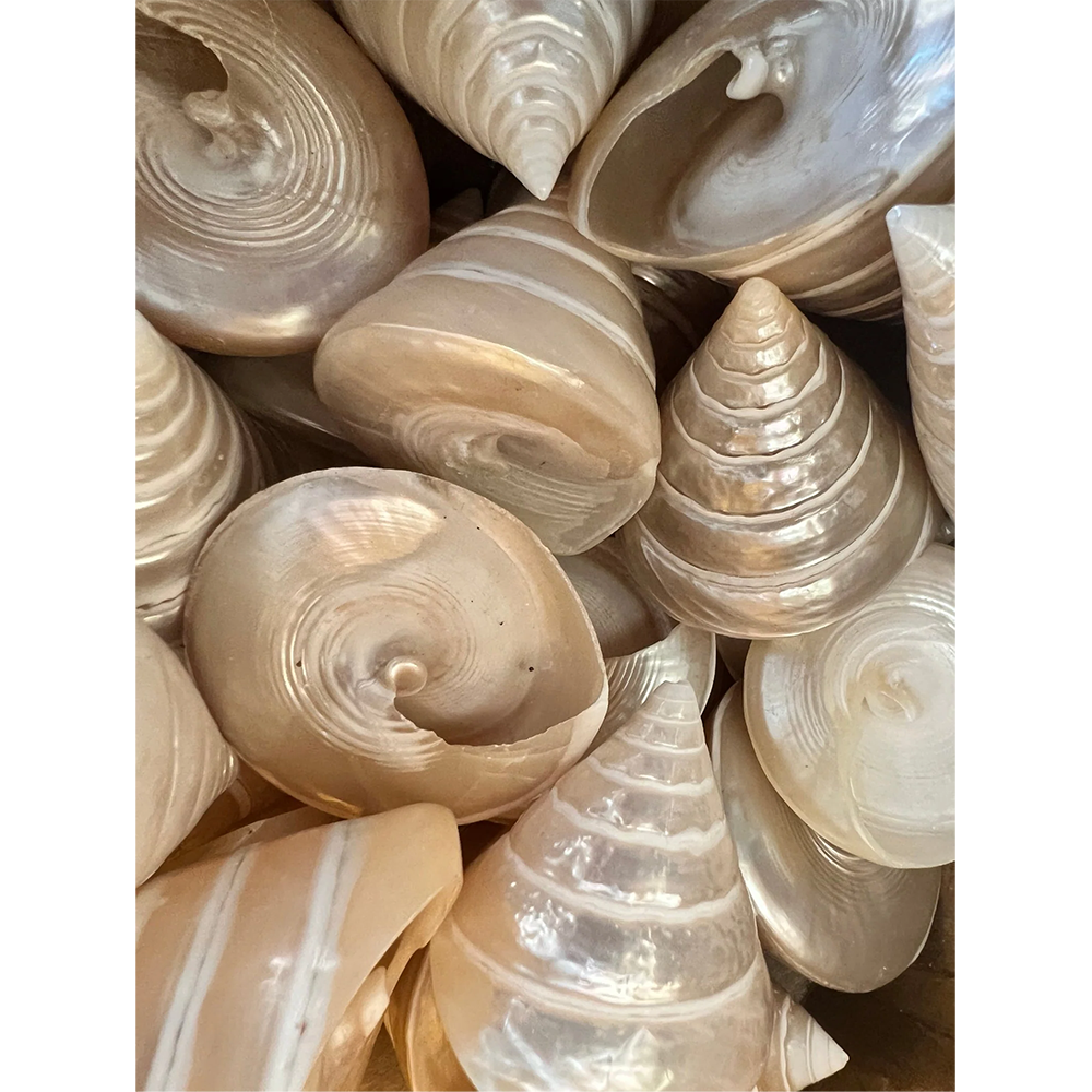 Trochus — view 1