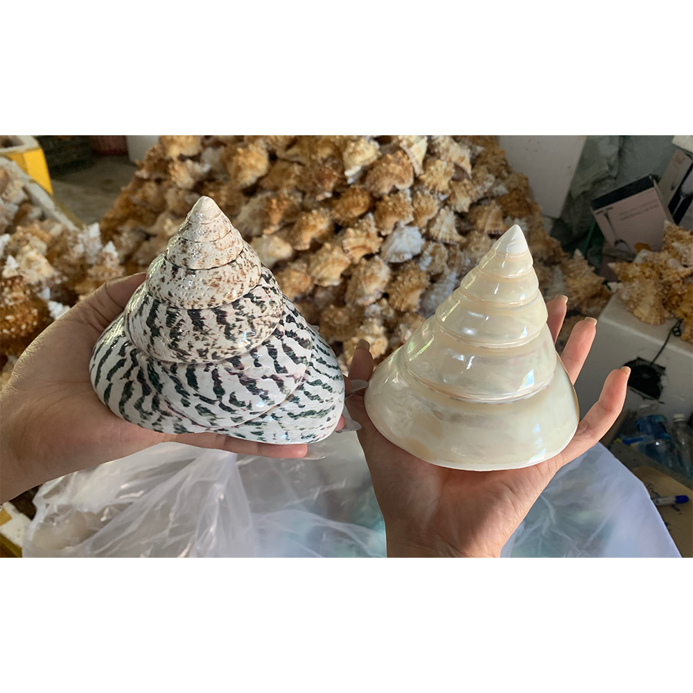 Trochus — view 6