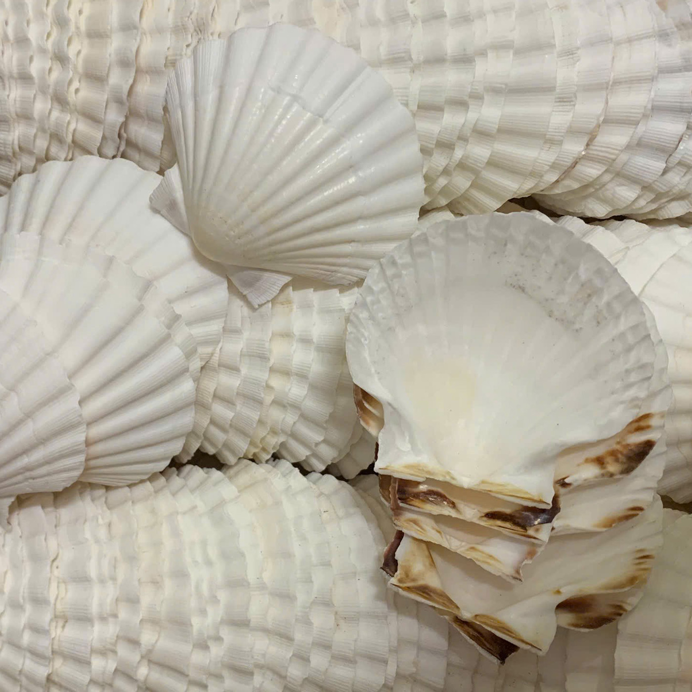 White Australian Scallop Shells — view 2