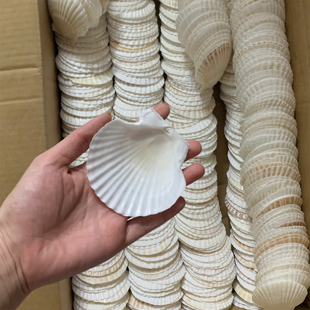 White Japanese Scallop Shells — view 2