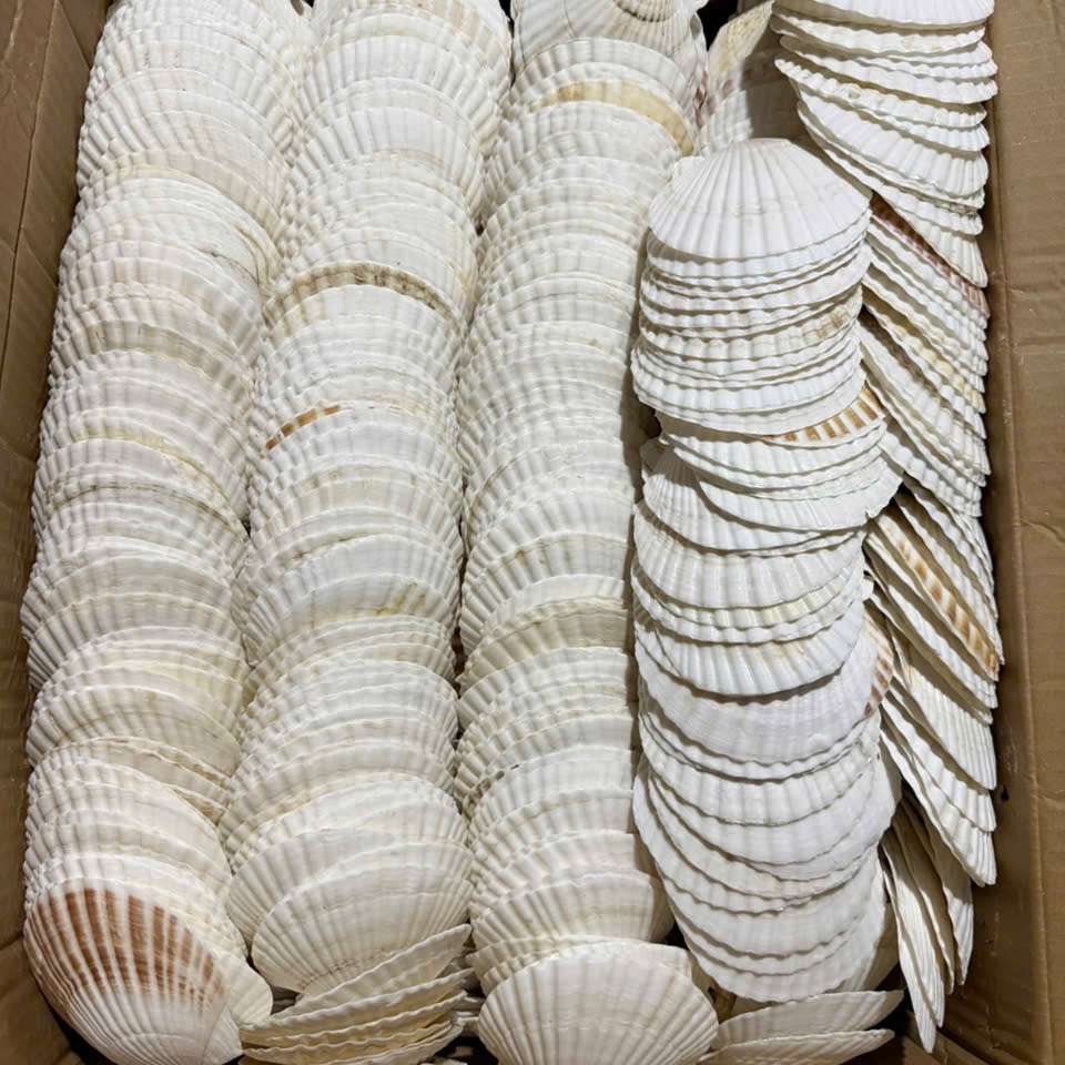 White Japanese Scallop Shells — view 3